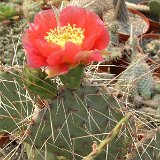 Opuntia tortispina (non rhodantha) USA ©JL3610.jpg